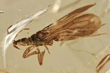Detailed Fossil Gnat Bug (Enicocephalidae) In Baltic Amber - Rare #335541-1